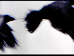 birds and a hanged man