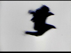 birds and a hanged man