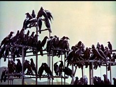 birds and a hanged man