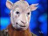 Erick Rowan